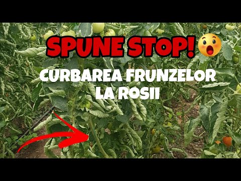 Video: Frunze slabe pe plante – Informații despre frunzele lungi și subțiri