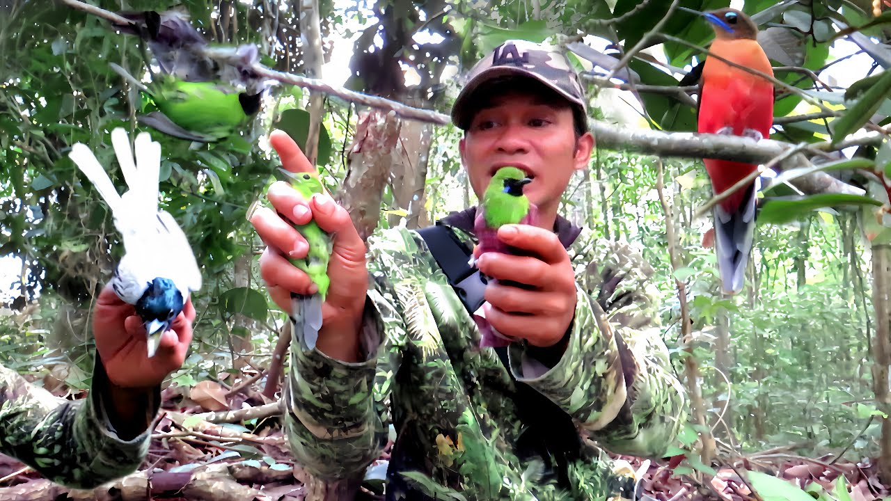 BERPETUALANG MEMIKAT BURUNG DI PEDALAMAN HUTAN SUMATRA POIN BURUNG ANEH YG CANTIK