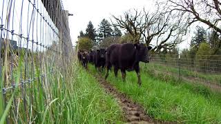 Theia Sl410 Lens Cows Walking