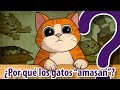 10 preguntas sobre los GATOS - CuriosaMente 193