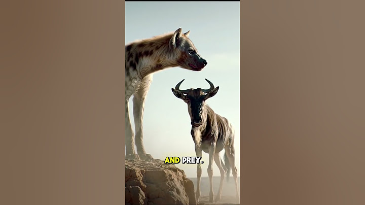 Extraordinary!! Hyena meets Wildebeest on the edge of a cliff