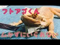 【フトアゴ】びち♂の皮を剥かせてもらう#フトアゴヒゲトカゲ #脱皮