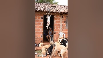 GIANT PYTHON ATTACK! Goat Snatched From Roof As Dogs and Grandma Watch in Shock