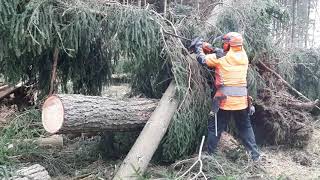 Total calamity in the forest! Garden and Forest TOP VIDEO! #lumberjack #littleharvester