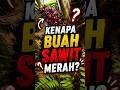 Fakta Sawit #4: Mengapa Buah Sawit Berwarna Merah? 🌴 #shorts #sawitindonesia