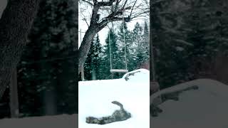 Relaxing winter scene with a peaceful swing in the snow ❄️#shorts #nature #snow #wintervibes #nature