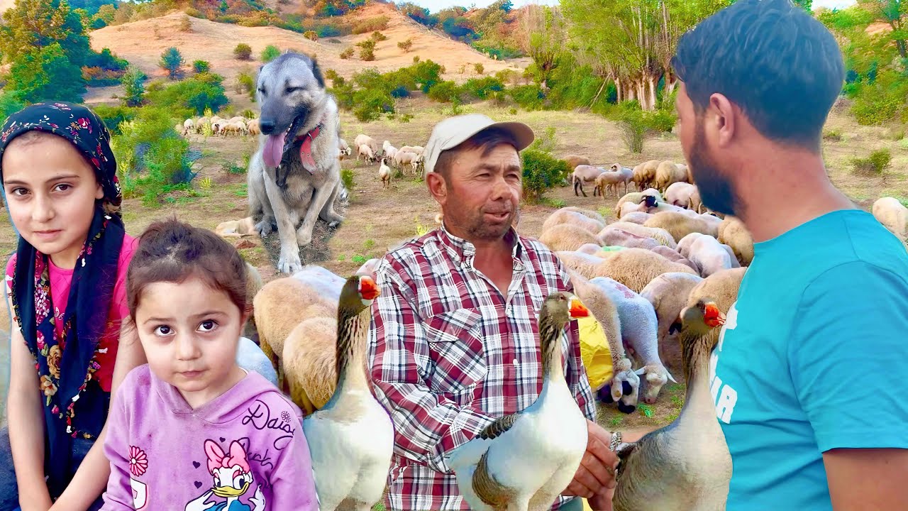 YENİ KAZLAR VE KUZULAR ALDIK / 3 AYAKLI KÖPEĞİN KOYUNA OLAN AŞKI / DAĞLARDA YAŞAYANLAR