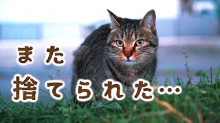 【捨て猫のワカメちゃん】捨てらた子供の猫はお腹ペコペコ（メスのキジトラ）