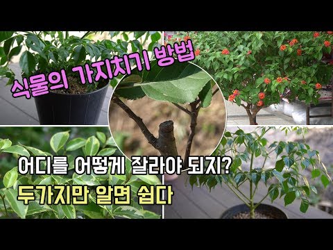 How to make plant pruning easier