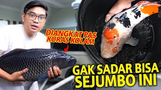 DIANGKAT PAS NGURAS KOLAM GAK SADAR IKAN MAS BISA SEJUMBO INI! IKAN DI KOLAM DEPAN UDAH GEDE BANGET!