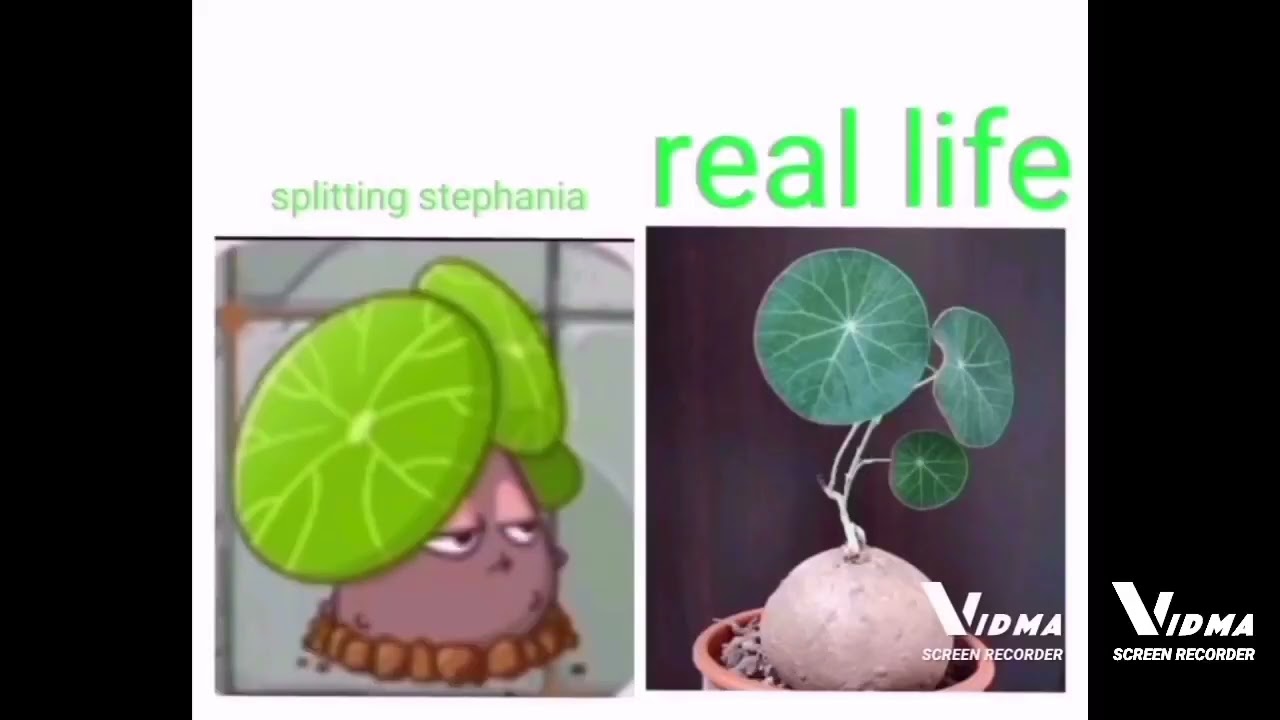 pvz chinese version new plant in real life