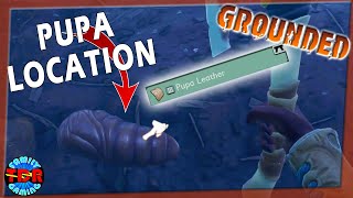 WHERE TO FIND PUPA (Pupa leather) - Grounded - Tutorial by RylanTDR