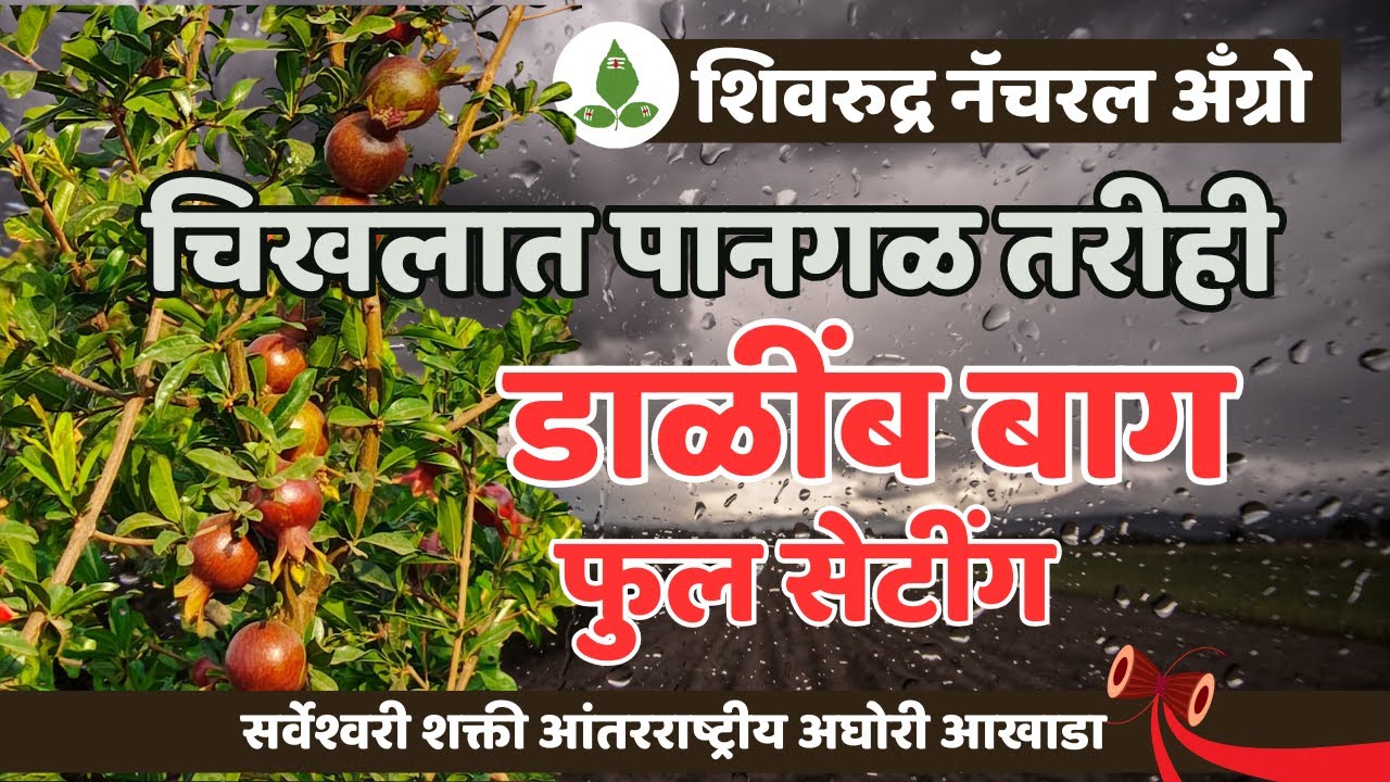 गुडघाभर पाण्यात पानगळ केली! 🌧️ तरीही एका महिन्यात डाळिंब (Pomegranate) सेटिंग — पंचतत्वाचं रहस्य