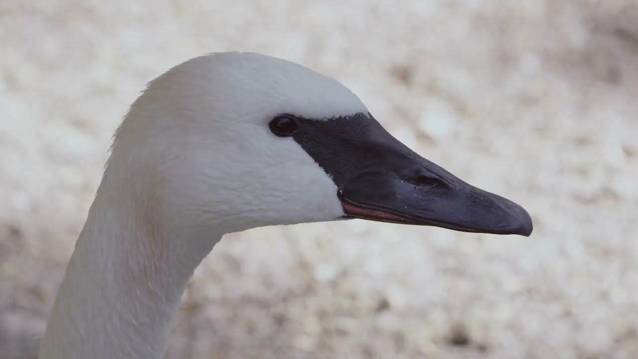 Swan on the Snow | Paula Tait