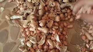 ( చాల సులభంగా వేరుసెనగింజలు వలుచుకునే    పద్దతి) Easy way to remove peanut shells quickly Profile