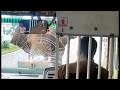 A Wild Elephant tried to attack Tamilnadu govt bus on kothagiri Mettupalayam road..,,🐘🐘🐘