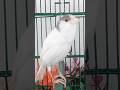 Chant Canaries Singing Canaris 394 تغريد الكناري Birds طيور Canary اكسبلور Birdsounds جديد 