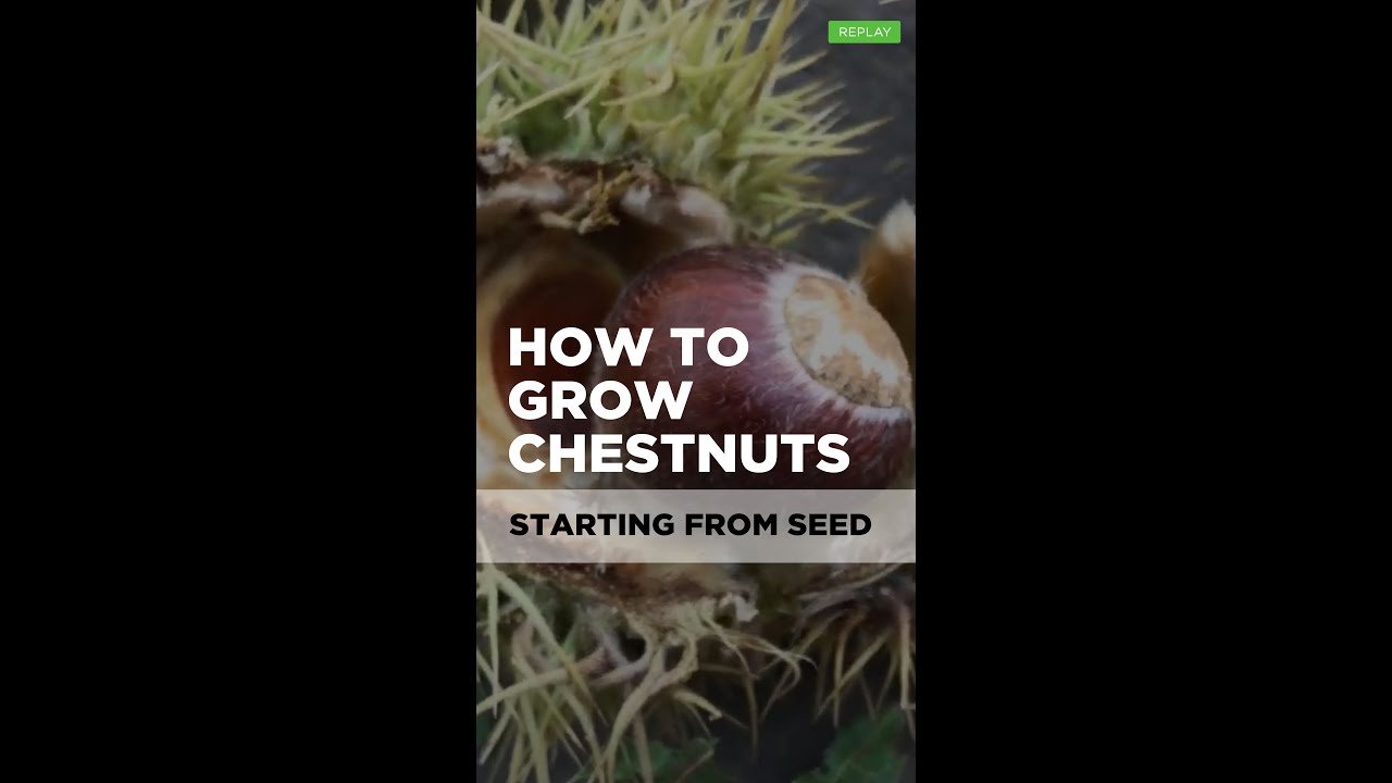 How to Grow Chestnuts from Seed YouTube