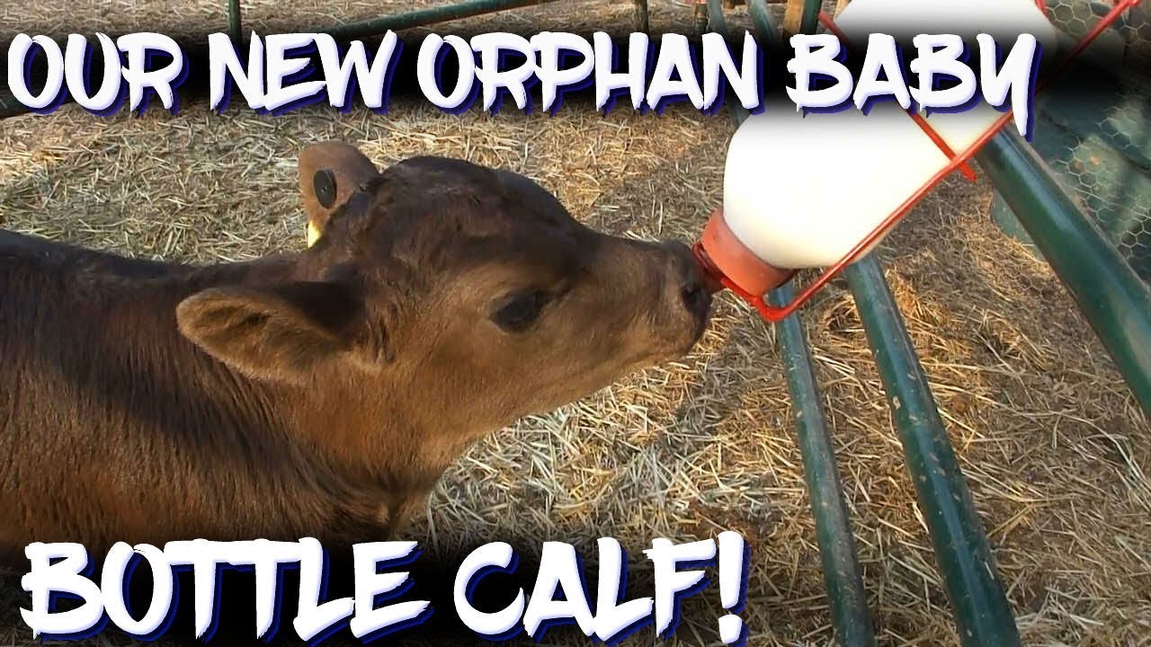 bottle feeder Our new orphan baby bottle calf!