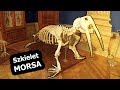 Szkielet Morsa - Muzeum Oceanograficzne w Monako (Vlog #145)