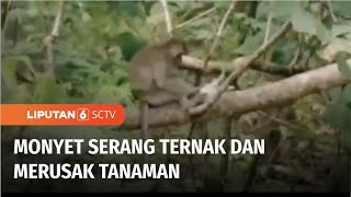 Kelaparan, Monyet Liar Masuk ke Permukiman Warga di Tuban dan Ganggu Hewan Ternak | Liputan 6