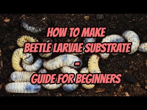 How To Make Beetle Larvae Substrate | Beginner's Guide | Pets