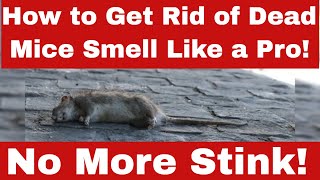 No More Stink! How to Get Rid of Dead Mice Smell Like a Pro!