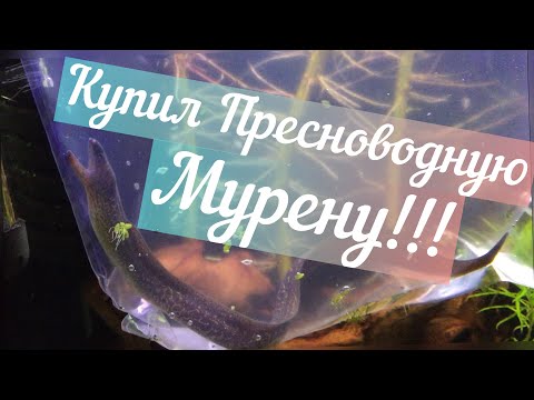 Мурена пресноводная