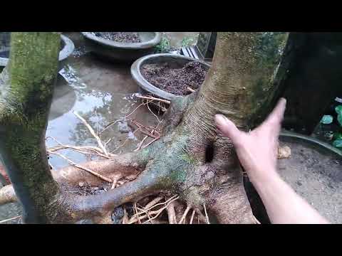 Video 28 tháng 10, 2022.glae phôi bạch sơn liễu khai... - youtube