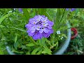 Pennington hummingbird  butterfly garden wild flower mixture planting result