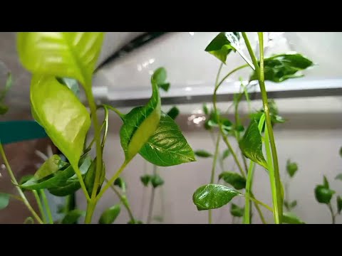 Выращивание саженцев иранской фисташки Акбари из семян в России | Dulce Gardens