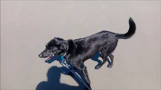 George &amp; Daddy&#39;s Most Excellent Day At The Beach