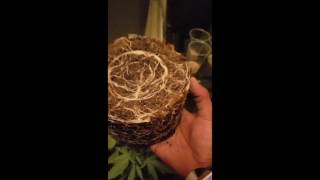 Transplant and update 5-9-17
