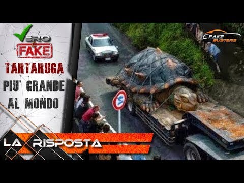 Video: L'ape Più Grande Del Mondo Trovata In Indonesia