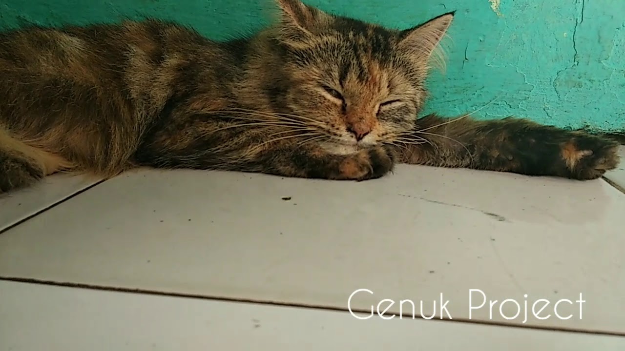 Kucing lucu rebahan gara gara kekenyangan YouTube