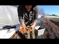 Fresh Turmeric Root Harvest and Ordering (mailed to you) NC Grown