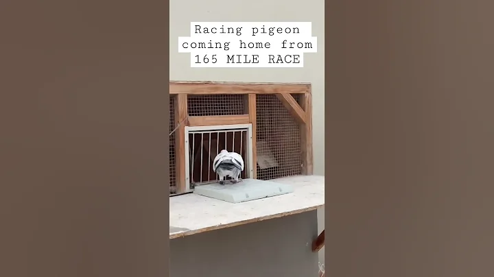 RACING PIGEON ARRIVAL FROM 165 MILE RACE! - DayDayNews