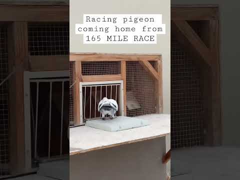 RACING PIGEON ARRIVAL FROM 165 MILE RACE!