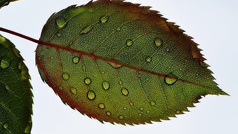 Science||Chapter-Leaf||Class-3.