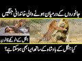 How animals fighting each others like human in the urdu hindi | Urdu Cover