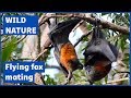 Flying Foxes Mating Grey Headed Flying Fox Pteropus Poliocephalus 