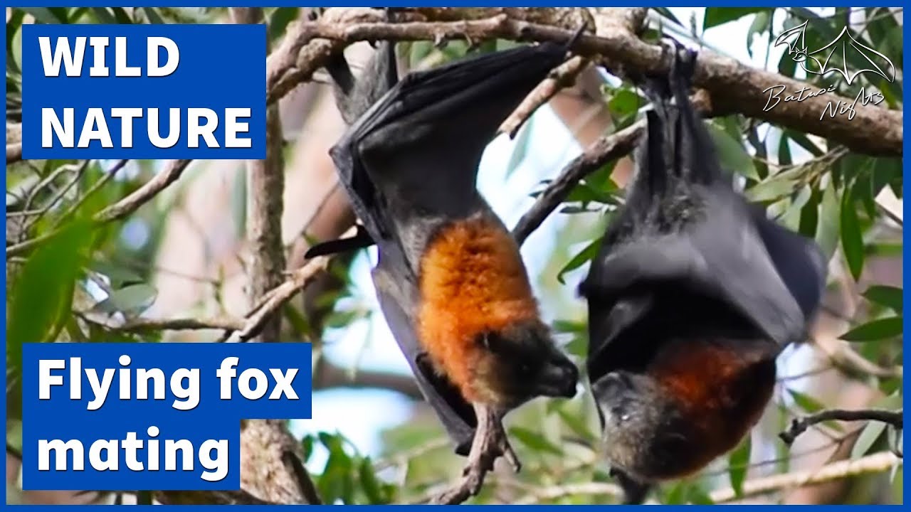 Giant Golden Crowned Flying Fox Facts