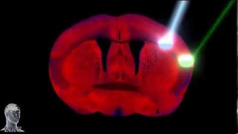 Mouse Connectome Project