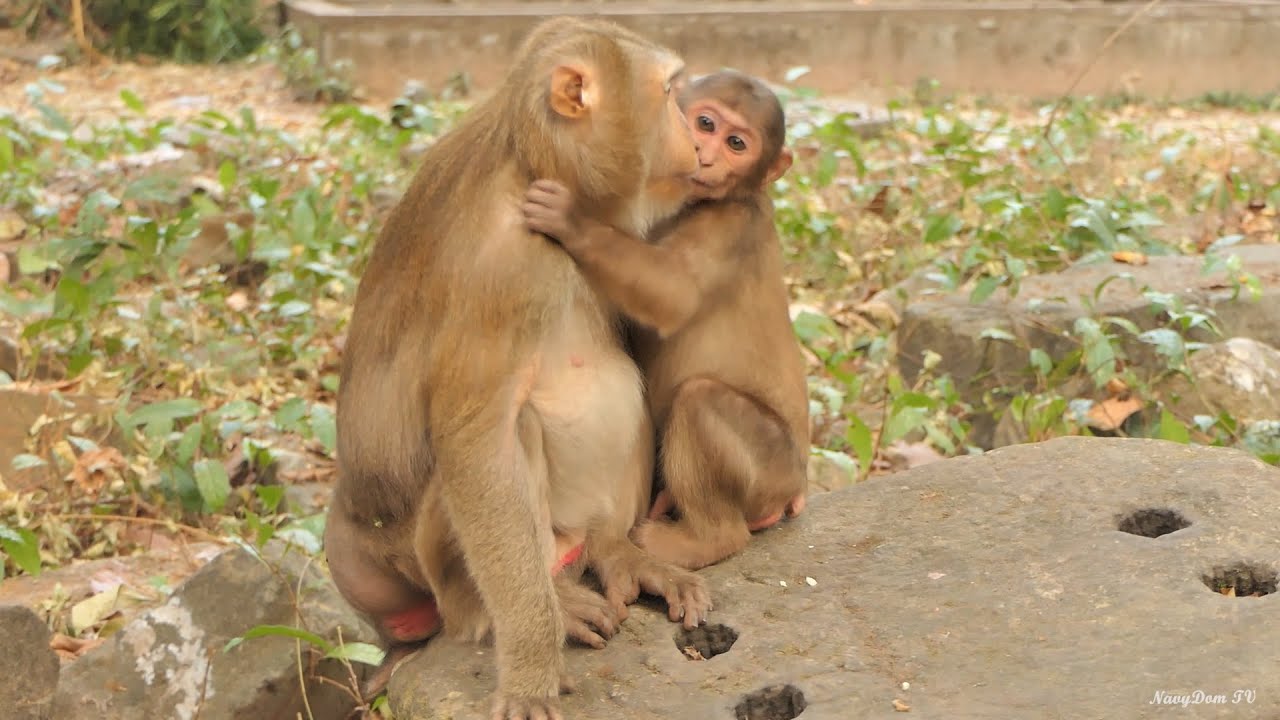 So Surprising &never saw Before That Bonita Never Warmly Welcome to New Abandoned As like Baloo