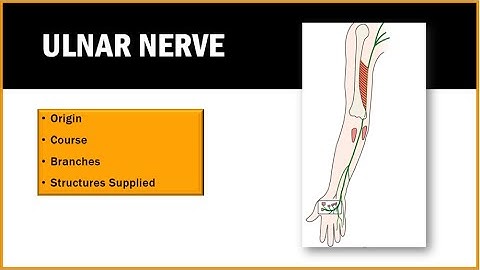 Ulnar Nerve Anatomy | Course, Branches, Distrbution [Simplified]