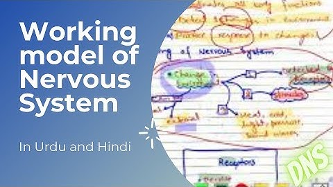 Working model of Nervous System | 8th Class | In Urdu and Hindi