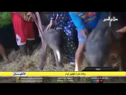 ولادة نادرة لفيلين توأم