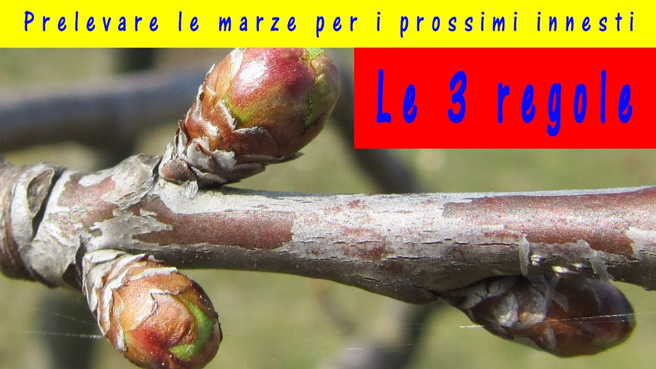 Marze per innesti: quando prelevare la marza da innesto, quale scegliere e come conservarle