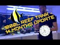 Update on the 265g1000l reef tank  mostly positive stuff