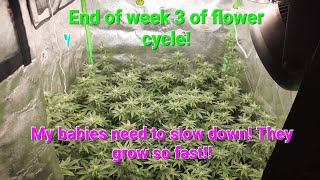 [UPDATE] Pineapple Express & Thug Roze clones, end of week 3 of flower cycle